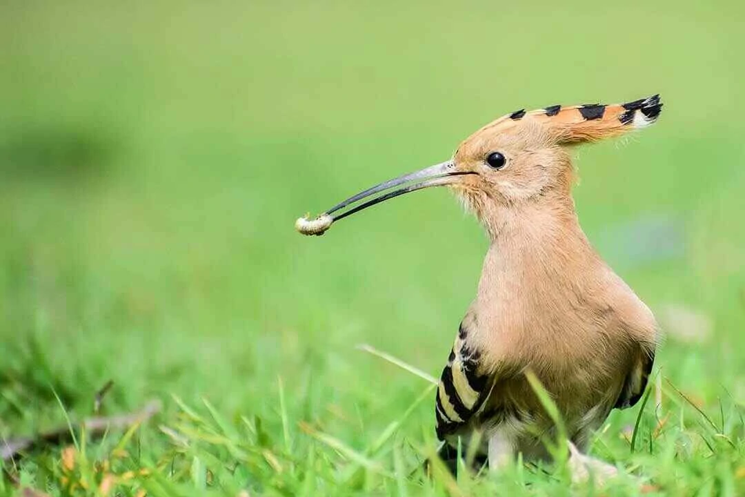 Eurasian hoopoe